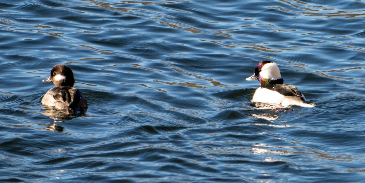 Murgilari buruzuria - ML628433272