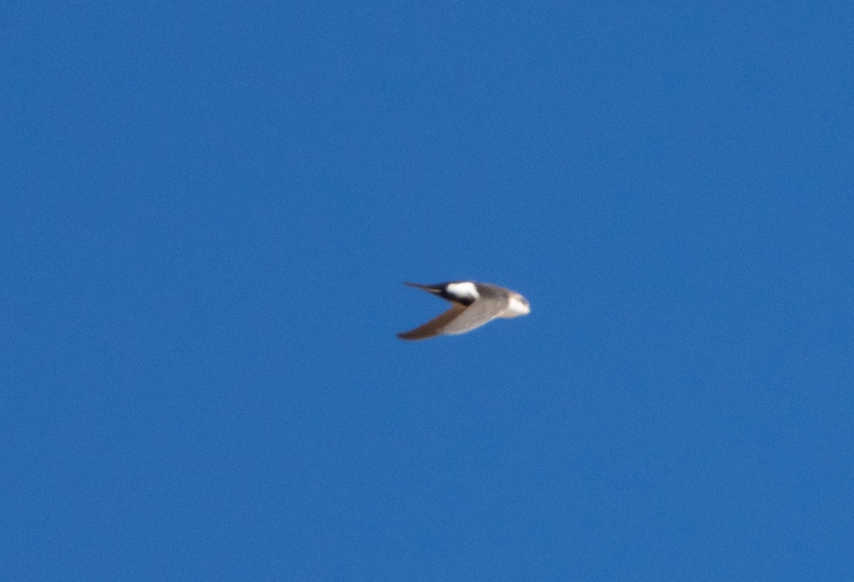 White-throated Swift - ML628433278