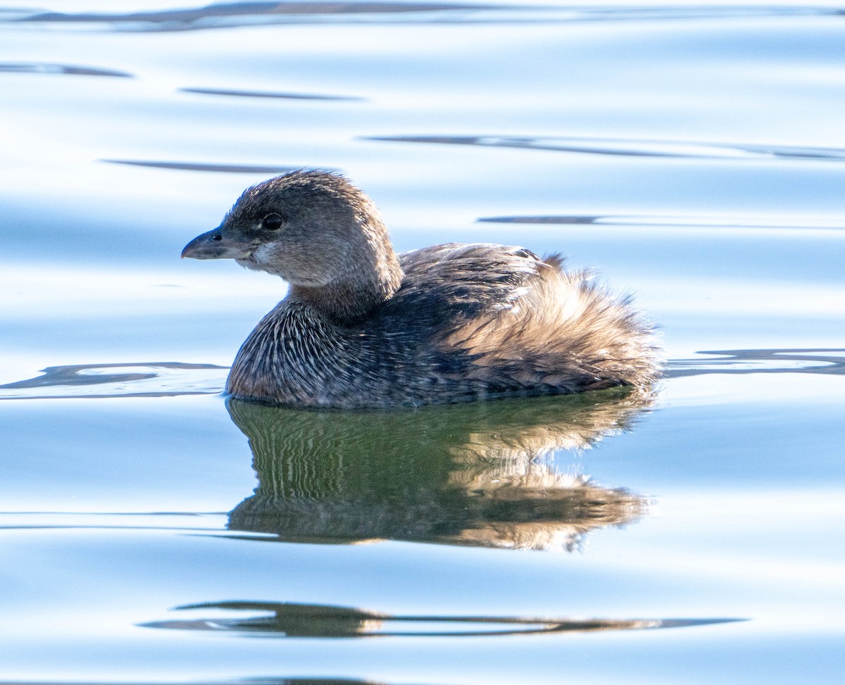 Txilinporta mokolodia - ML628433283