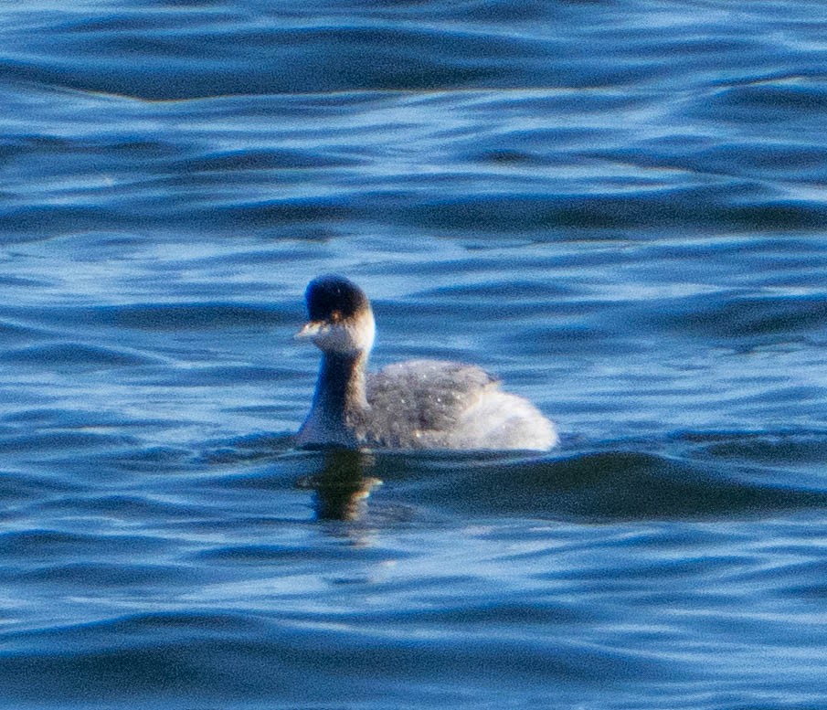 Txilinporta lepabeltza - ML628433288