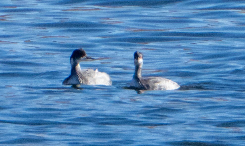 Txilinporta lepabeltza - ML628433289