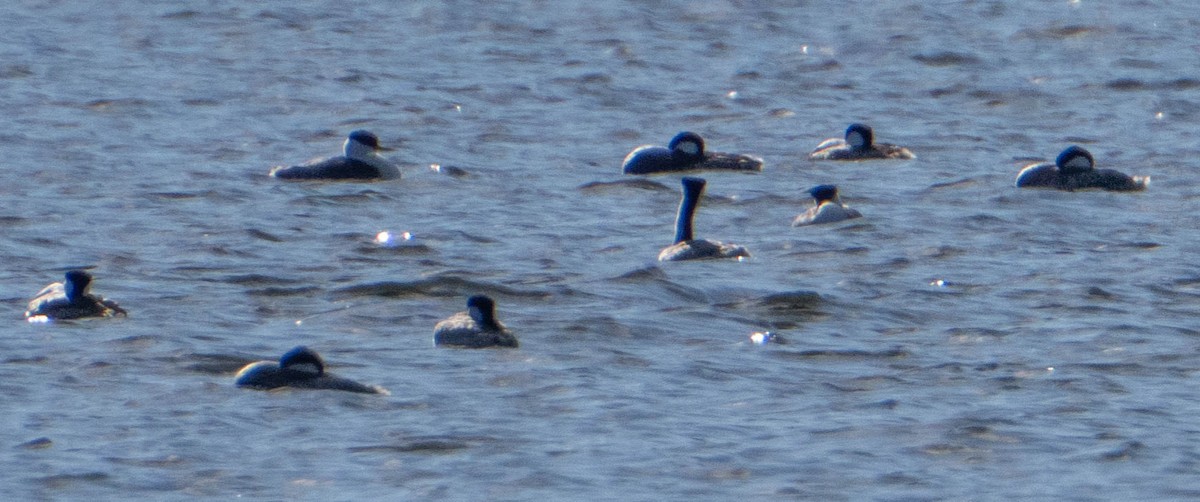 Western/Clark's Grebe - ML628433296
