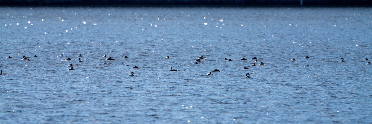 Western/Clark's Grebe - ML628433297