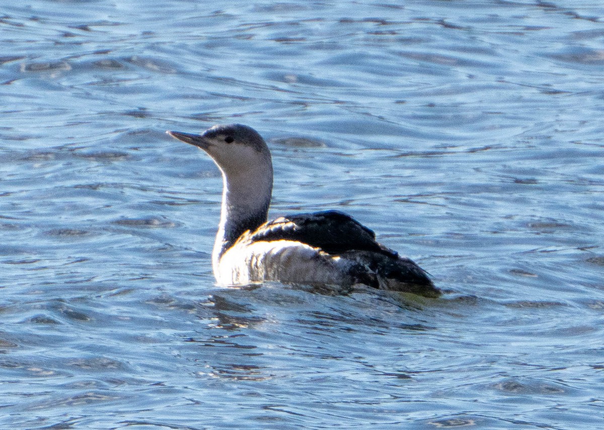 Aliota txikia - ML628433305