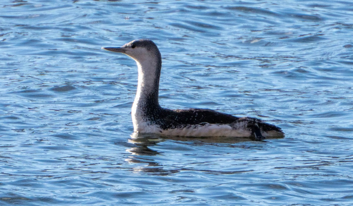 Aliota txikia - ML628433306