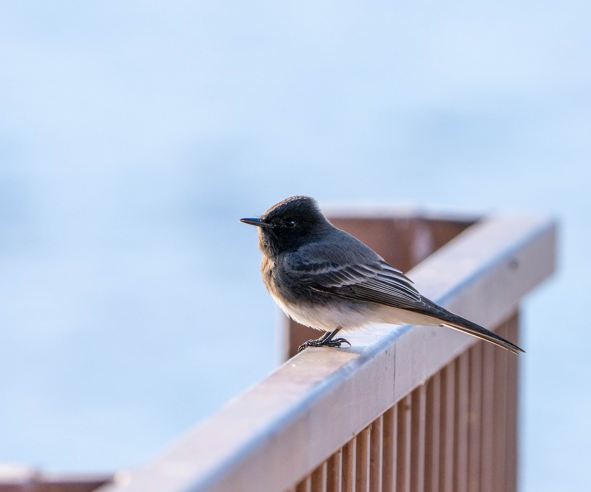 Black Phoebe - ML628433317