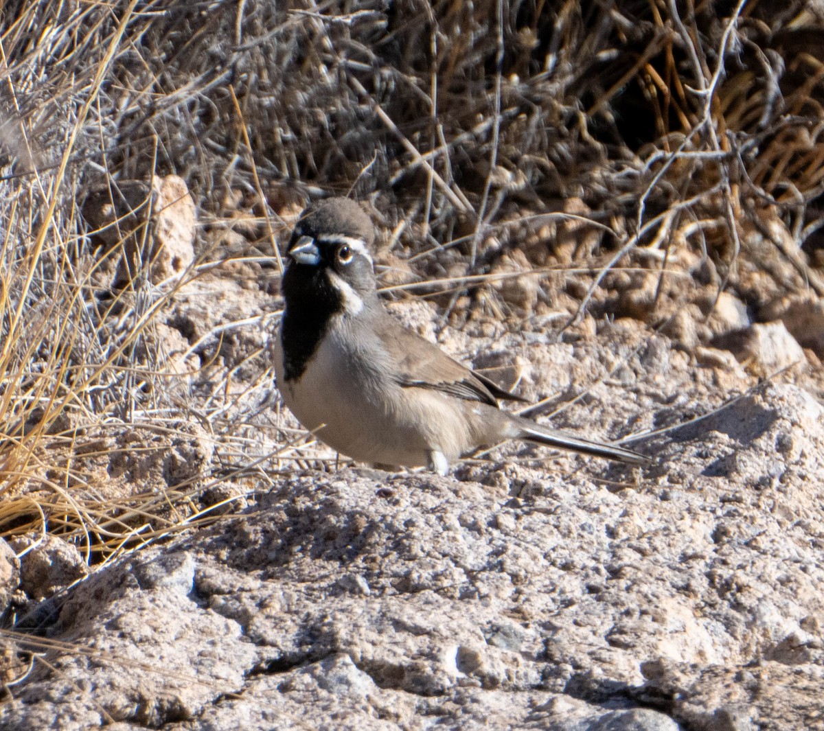 Black-throated Sparrow - ML628433323