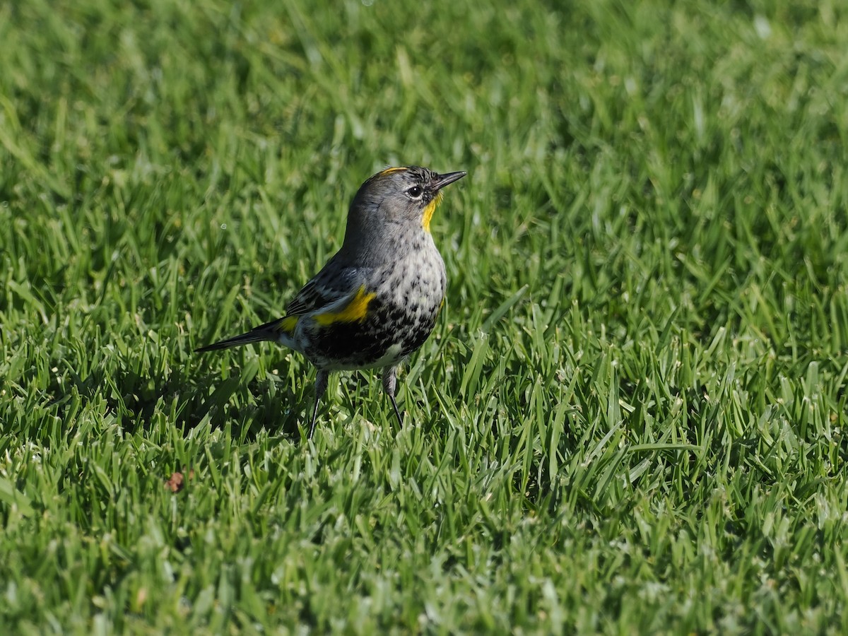 Yellow-rumped Warbler - ML628433460