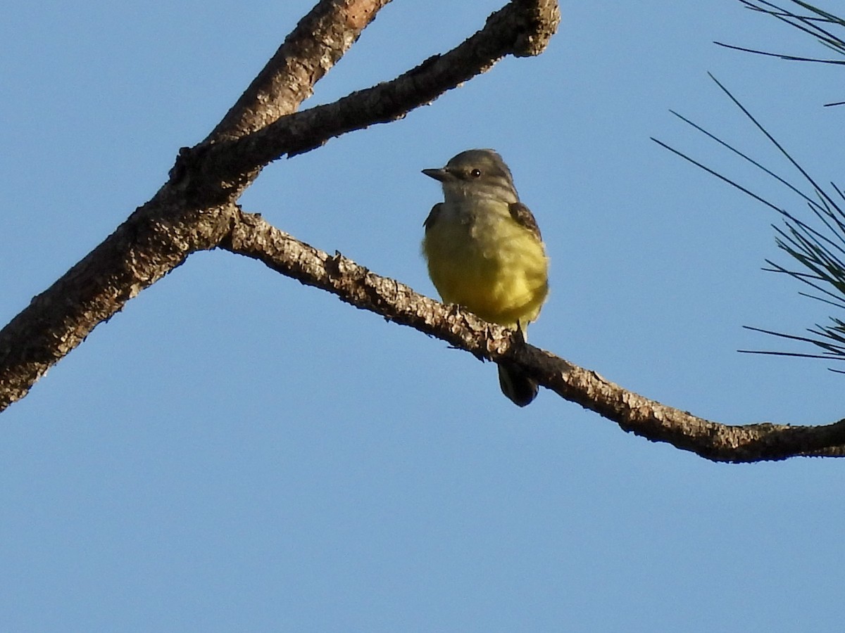 Western Kingbird - ML628433719