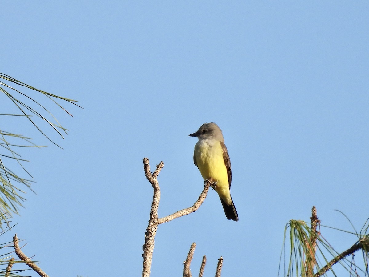 Western Kingbird - ML628433720