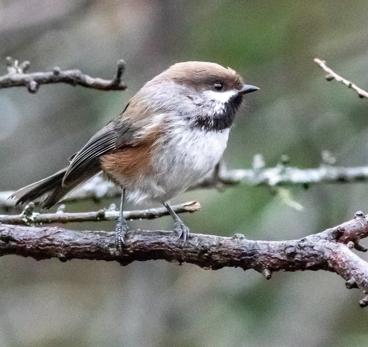 Kuzeyli Baştankara - ML628433872