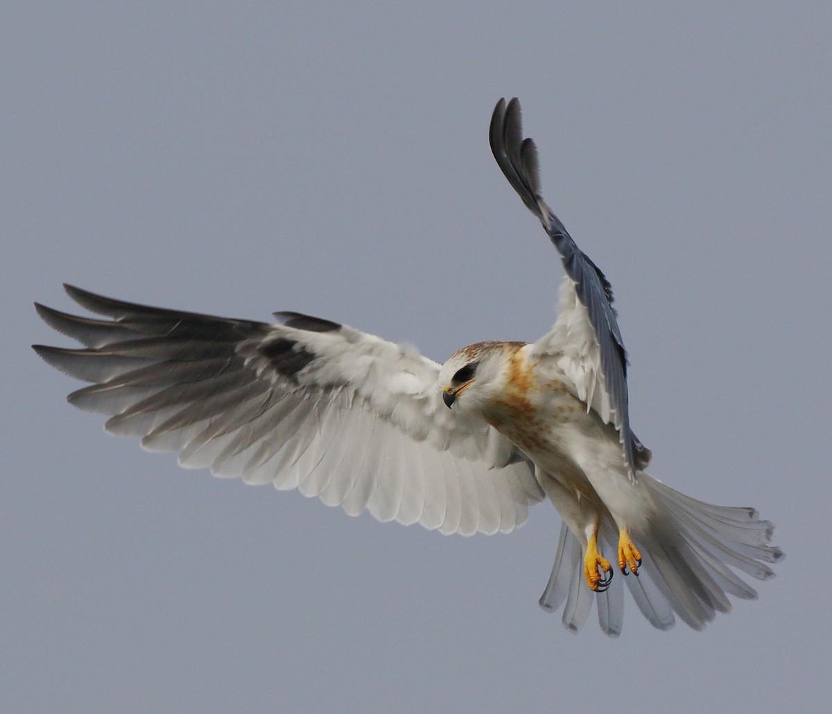 White-tailed Kite - ML628433965