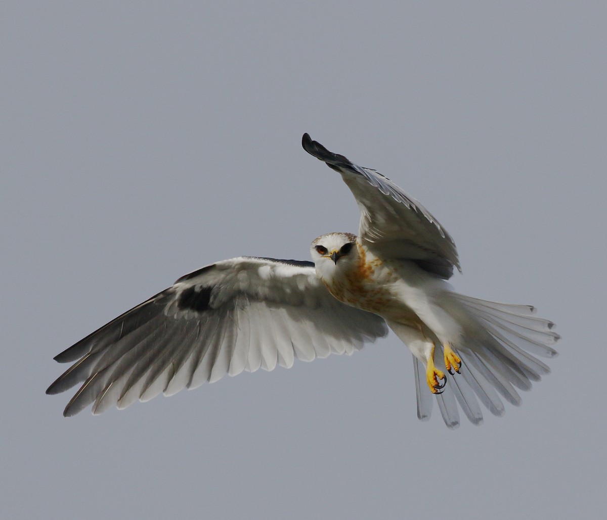 White-tailed Kite - ML628433976