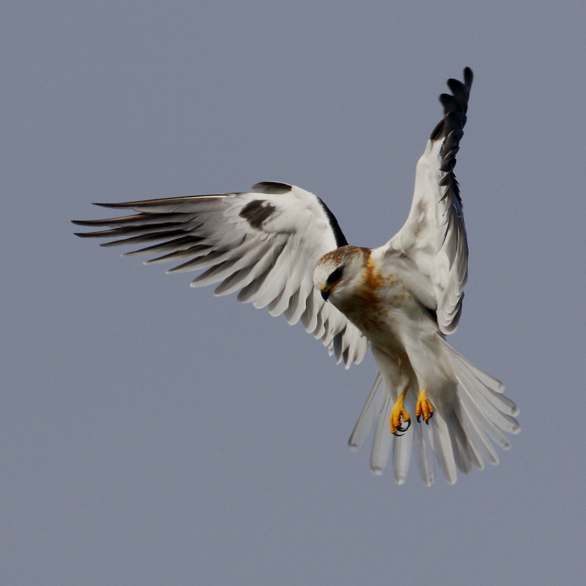 White-tailed Kite - ML628434001