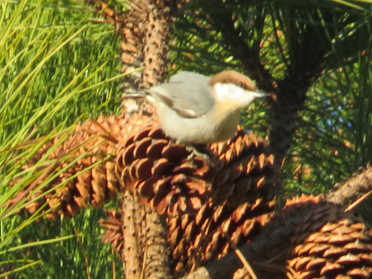 Brown-headed Nuthatch - ML628434052