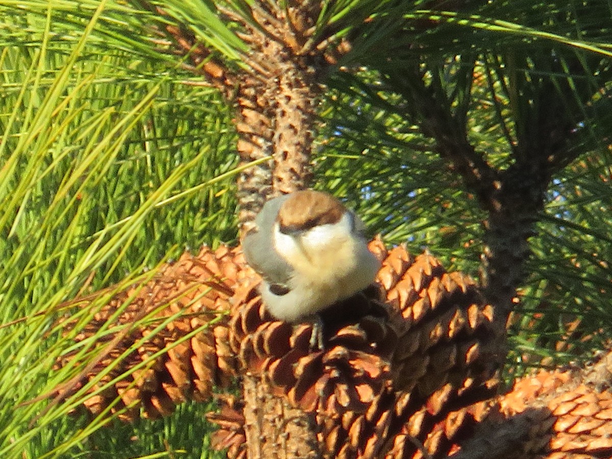 Brown-headed Nuthatch - ML628434053