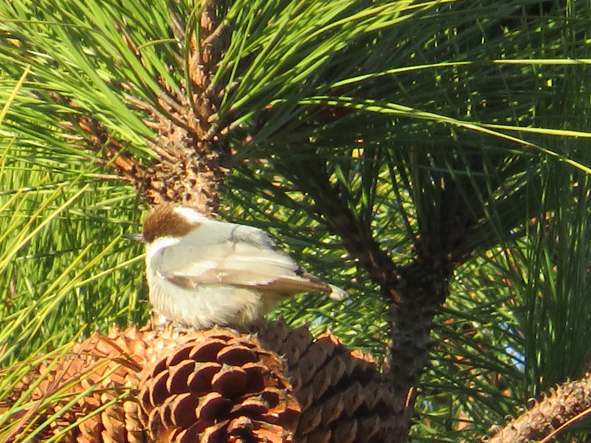 Brown-headed Nuthatch - ML628434054