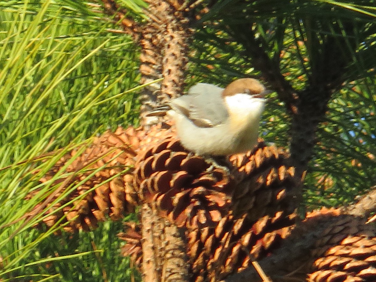 Brown-headed Nuthatch - ML628434055