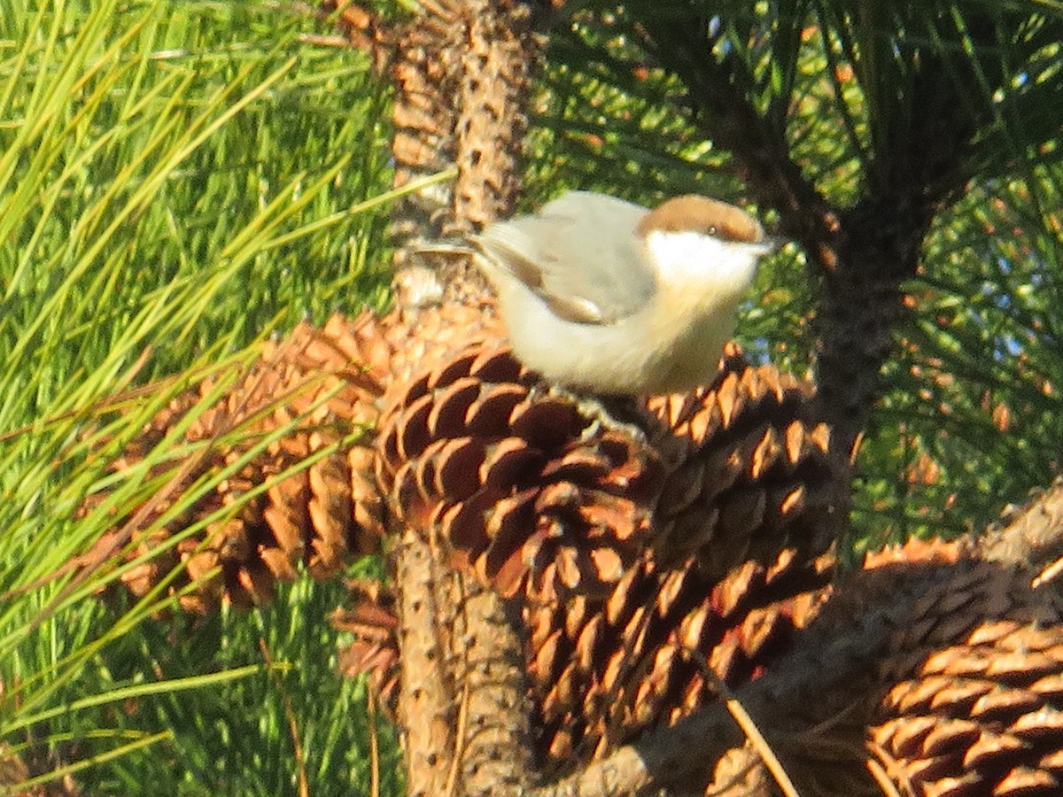 Brown-headed Nuthatch - ML628434056