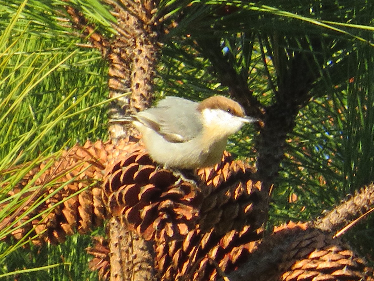 Brown-headed Nuthatch - ML628434057