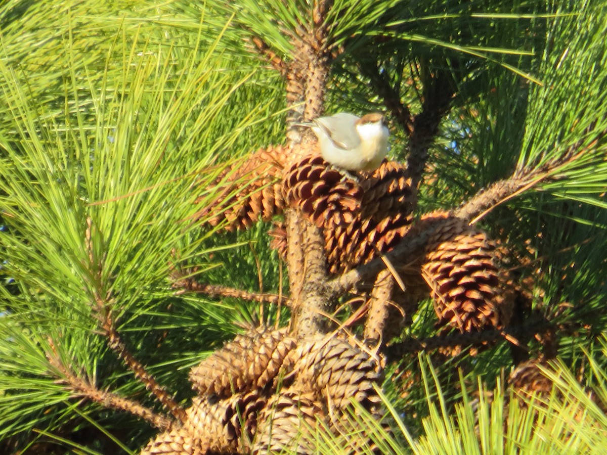 Brown-headed Nuthatch - ML628434058