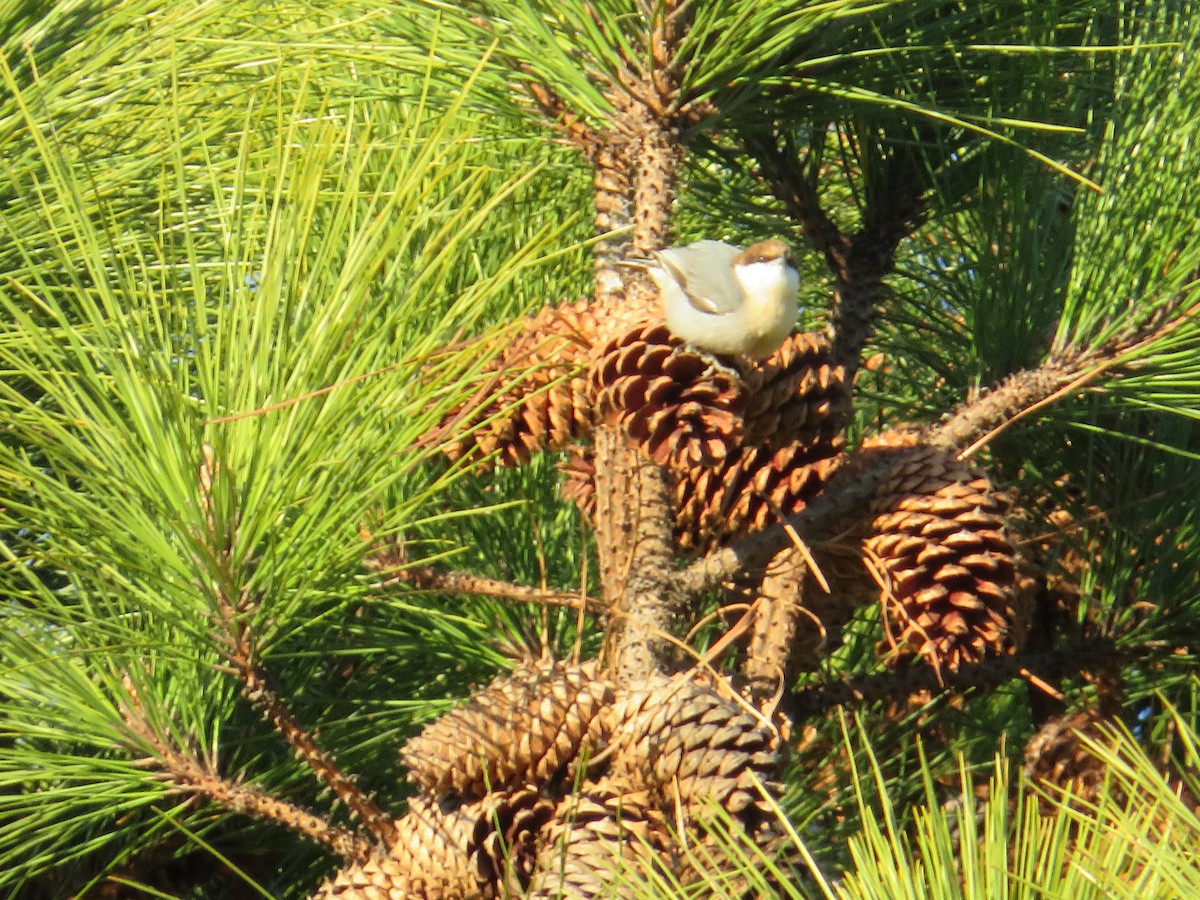 Brown-headed Nuthatch - ML628434059