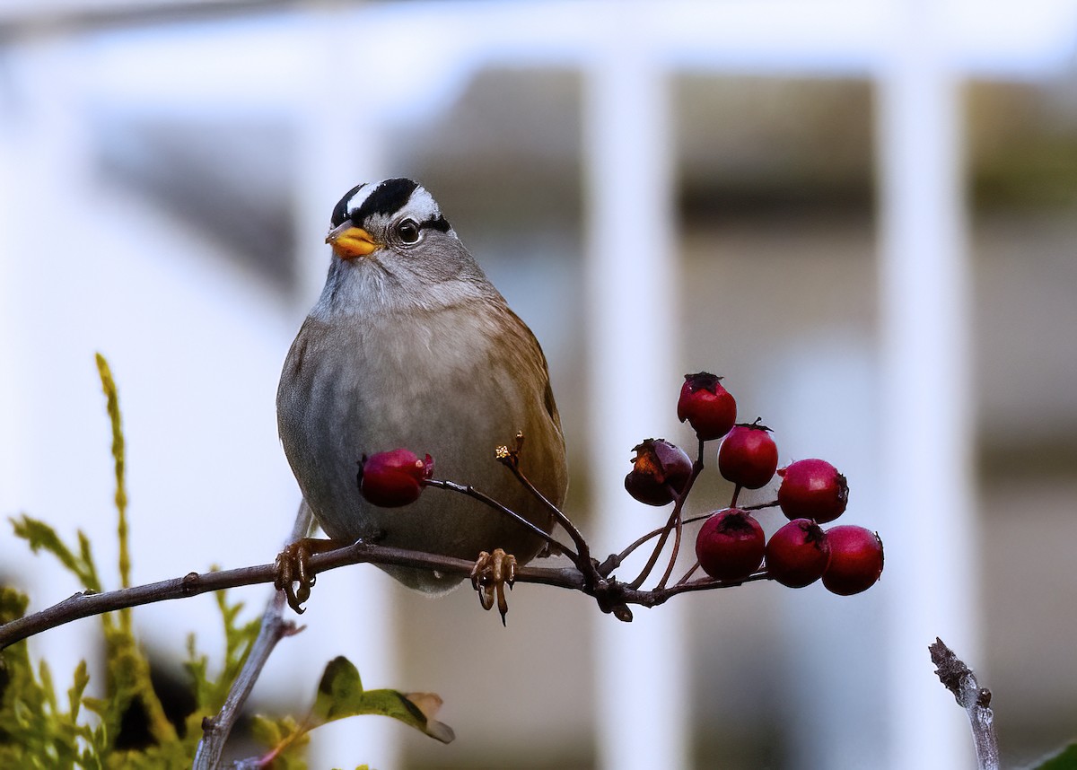 White-crowned Sparrow (pugetensis) - ML628434291