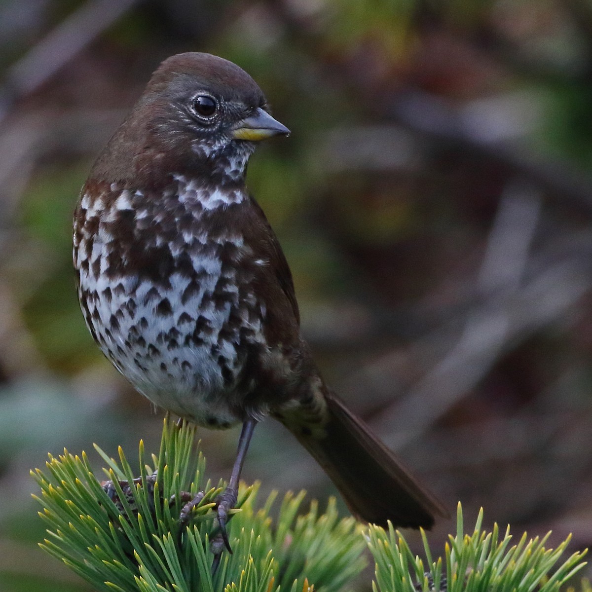 Fox Sparrow (Sooty) - ML628434402