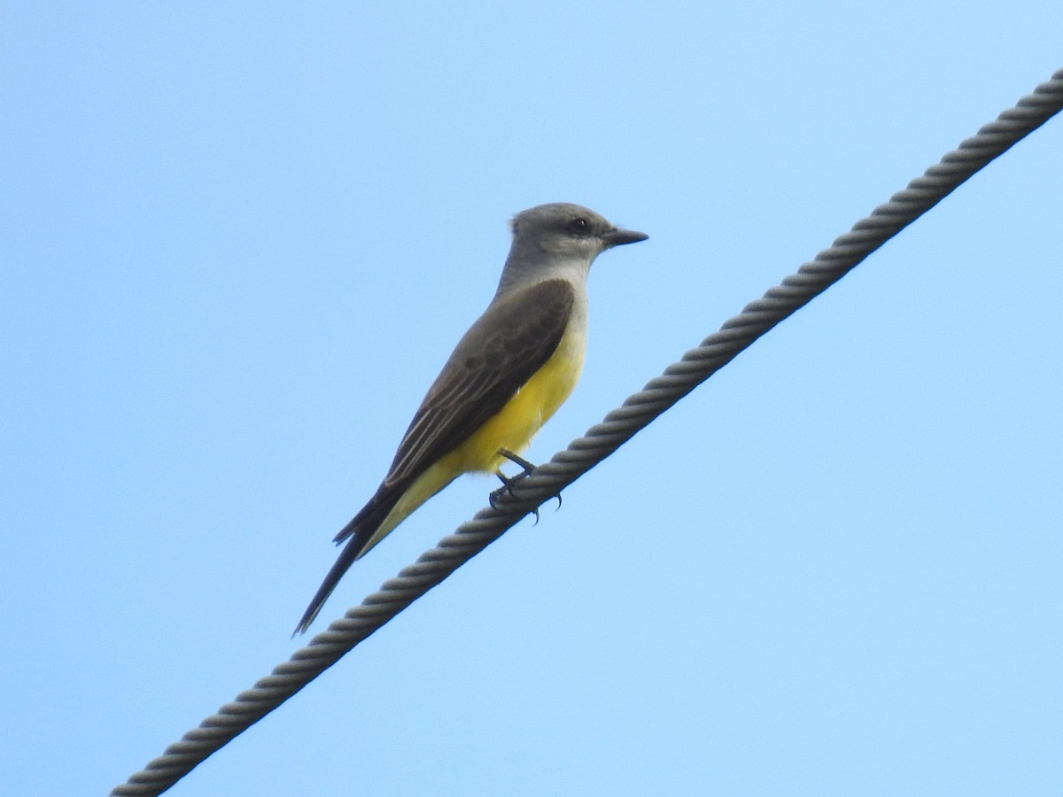 Western Kingbird - ML628434458