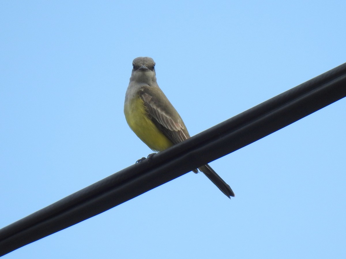 Western Kingbird - ML628434488