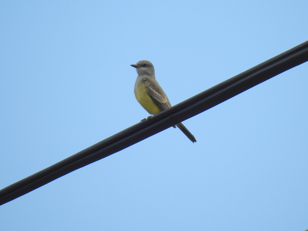 Western Kingbird - ML628434489