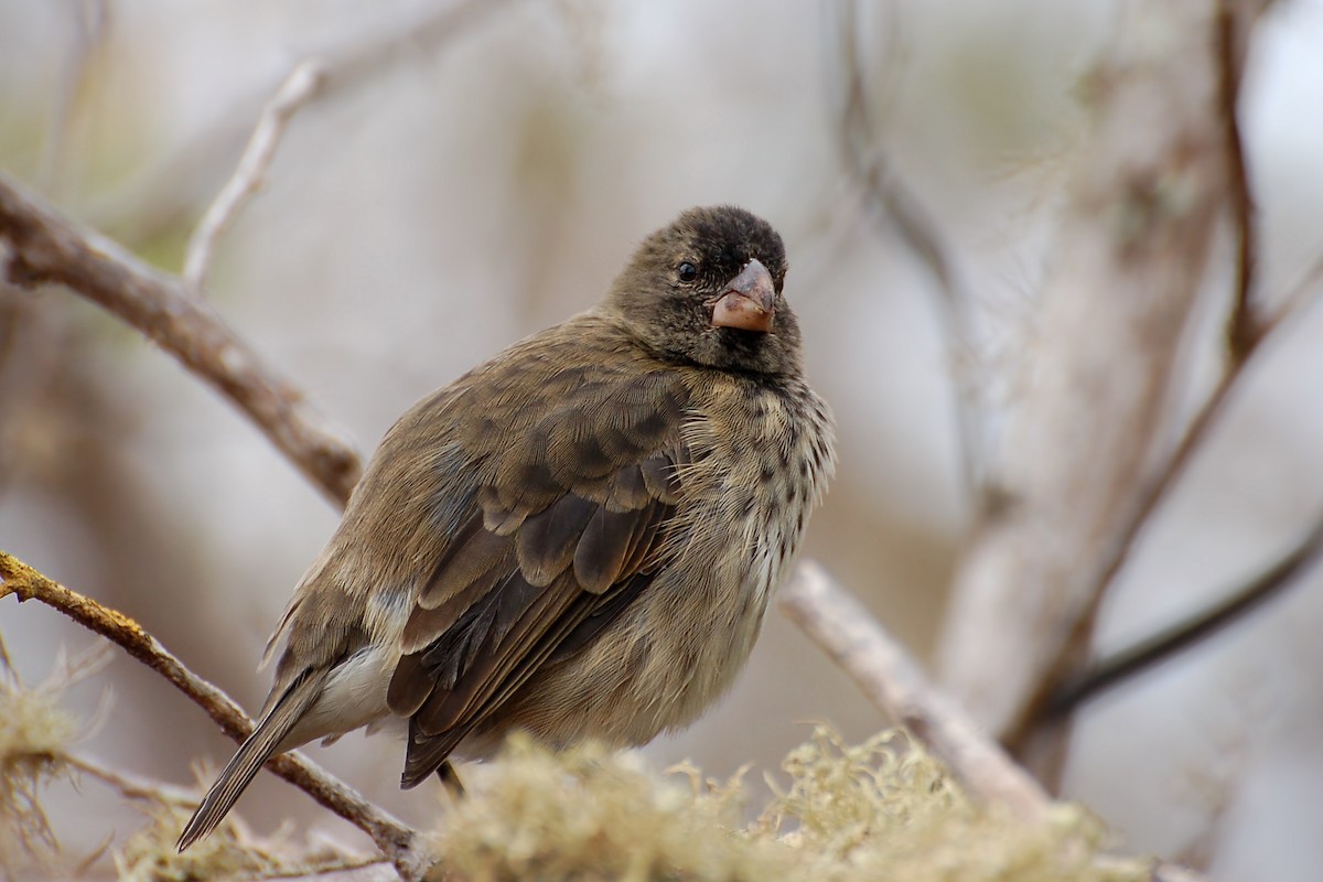 Vegetarian Finch - ML628434549