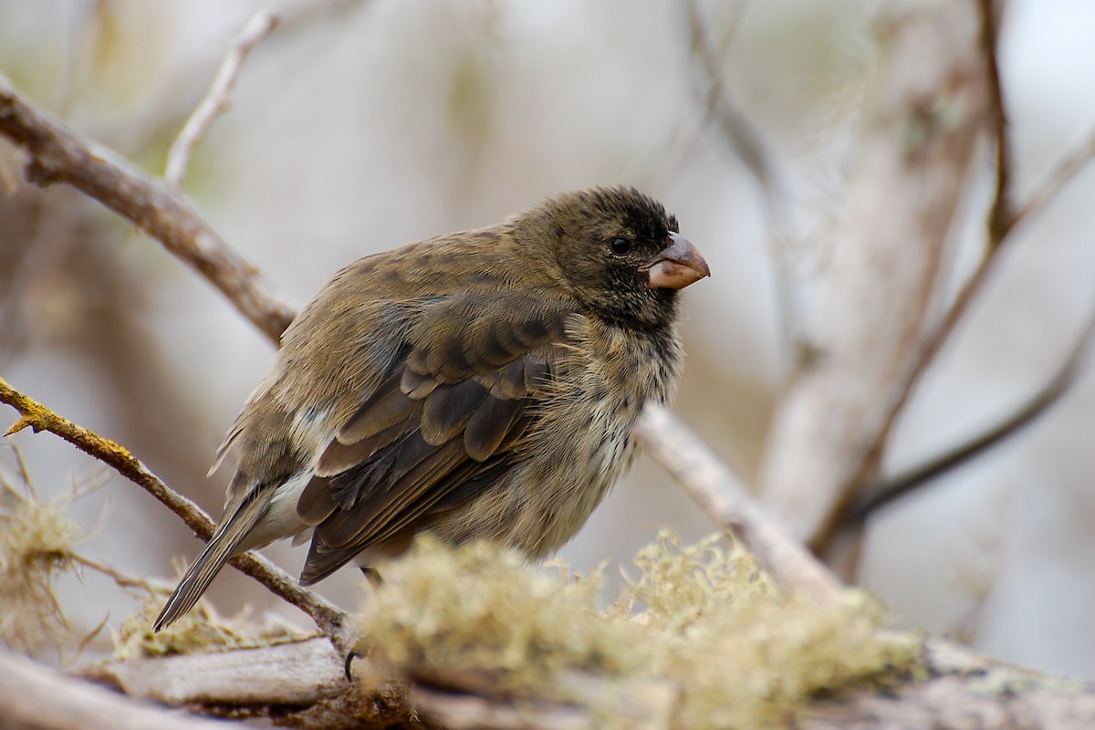Vegetarian Finch - ML628434550