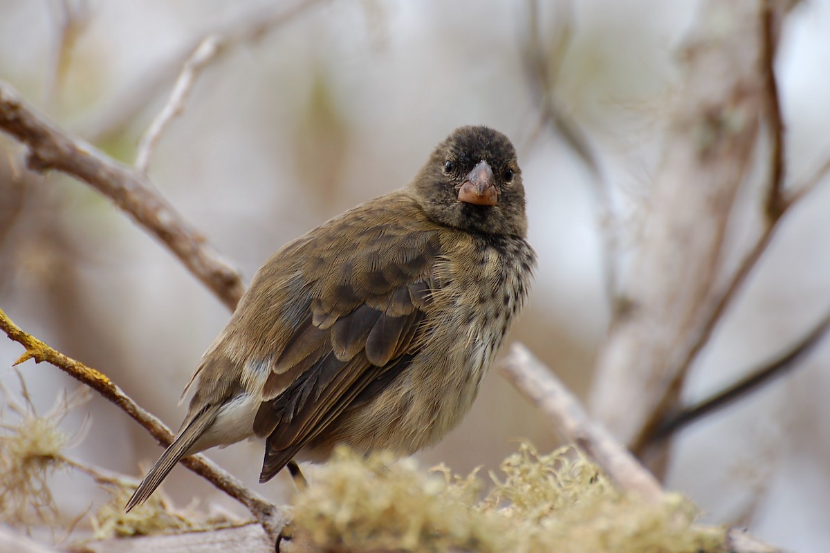 Vegetarian Finch - ML628434560