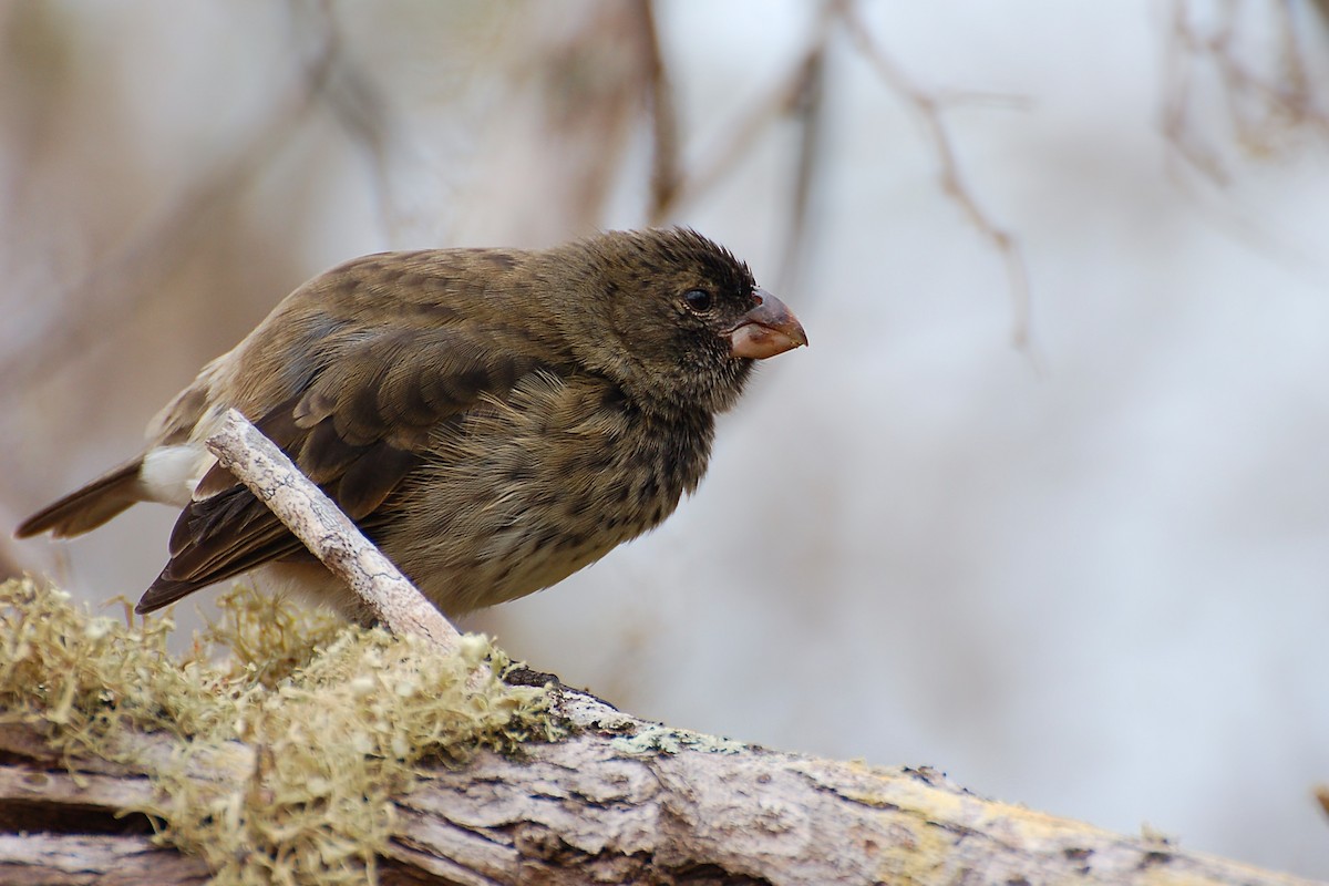 Vegetarian Finch - ML628434576