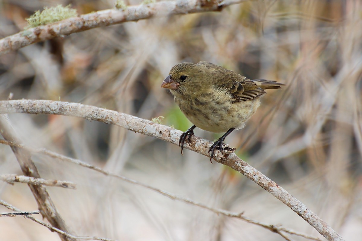 Vegetarian Finch - ML628434589
