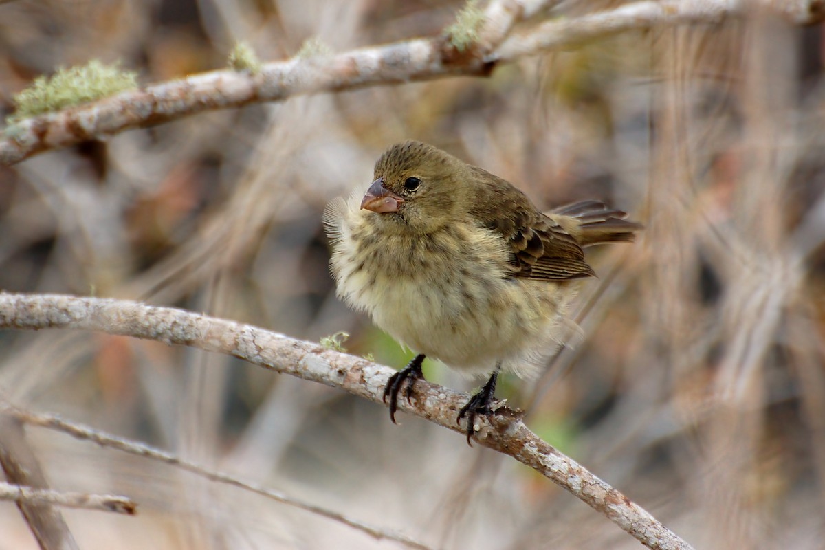 Vegetarian Finch - ML628434590