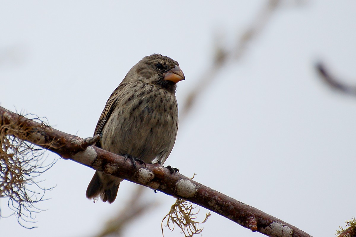 Vegetarian Finch - ML628434605