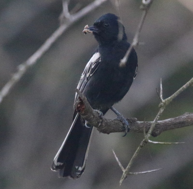 Southern Black-Tit - ML628434609