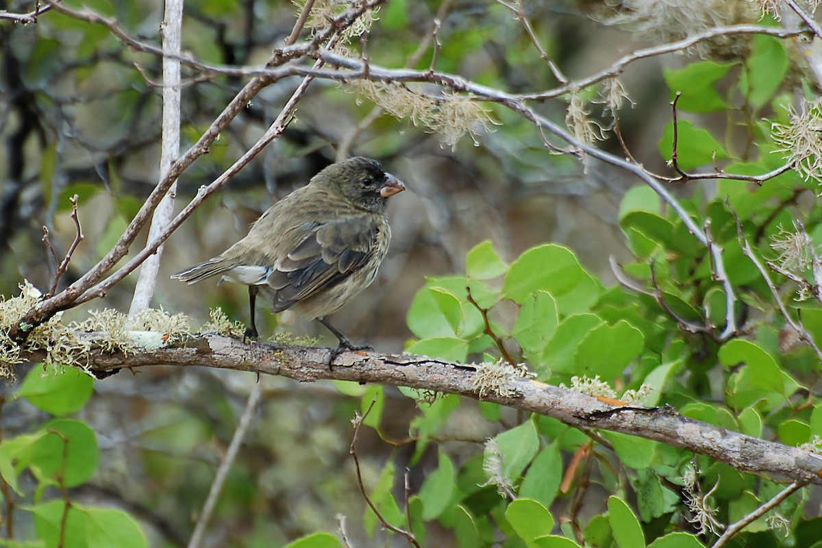 Vegetarian Finch - ML628434618