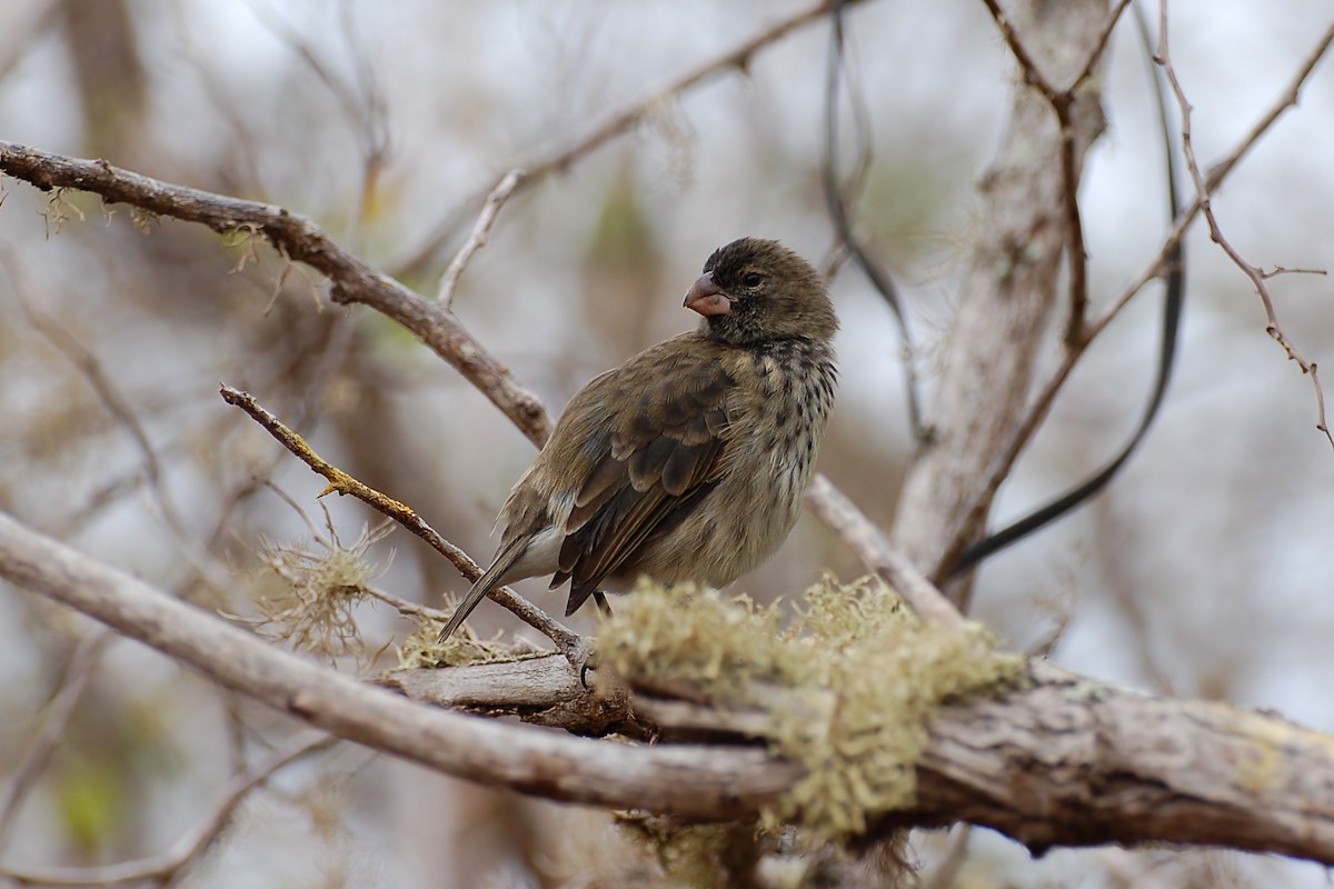 Vegetarian Finch - ML628434640