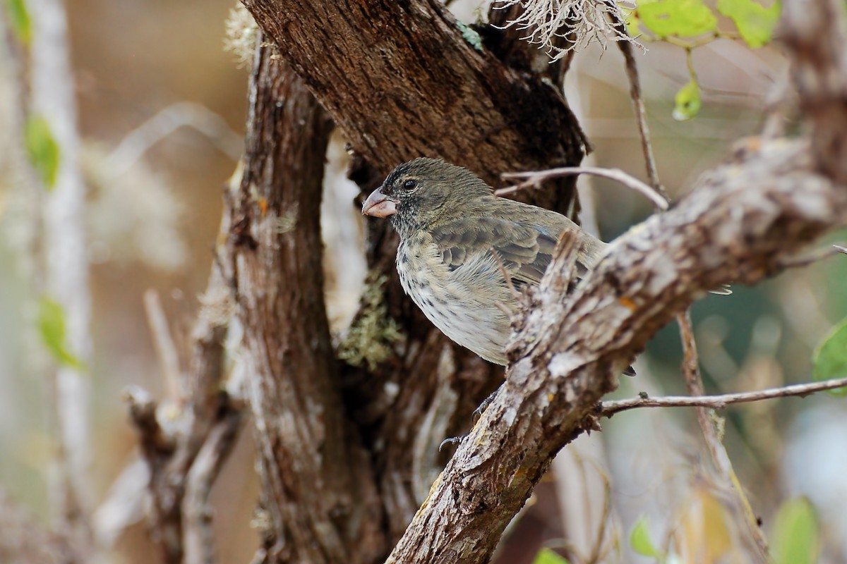 Vegetarian Finch - ML628434649