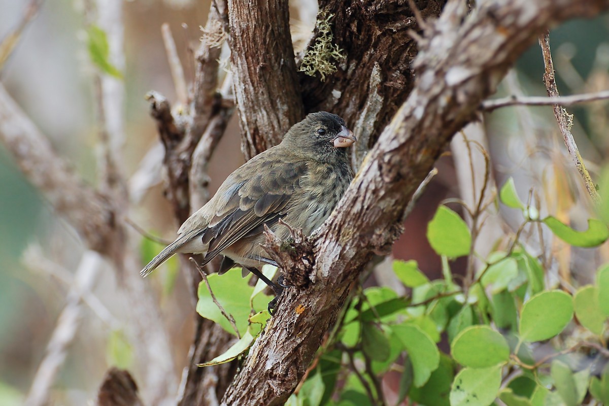 Vegetarian Finch - ML628434650