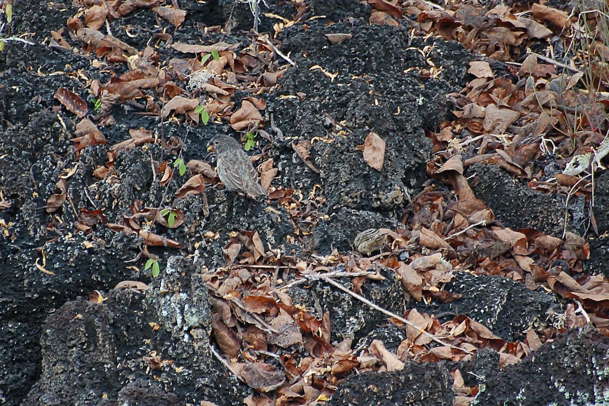 Large Ground-Finch - ML628434652