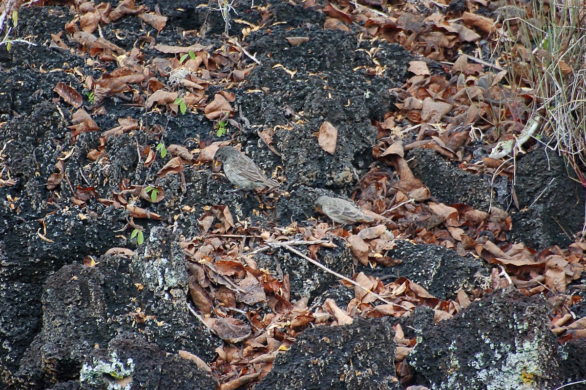 Large Ground-Finch - ML628434653