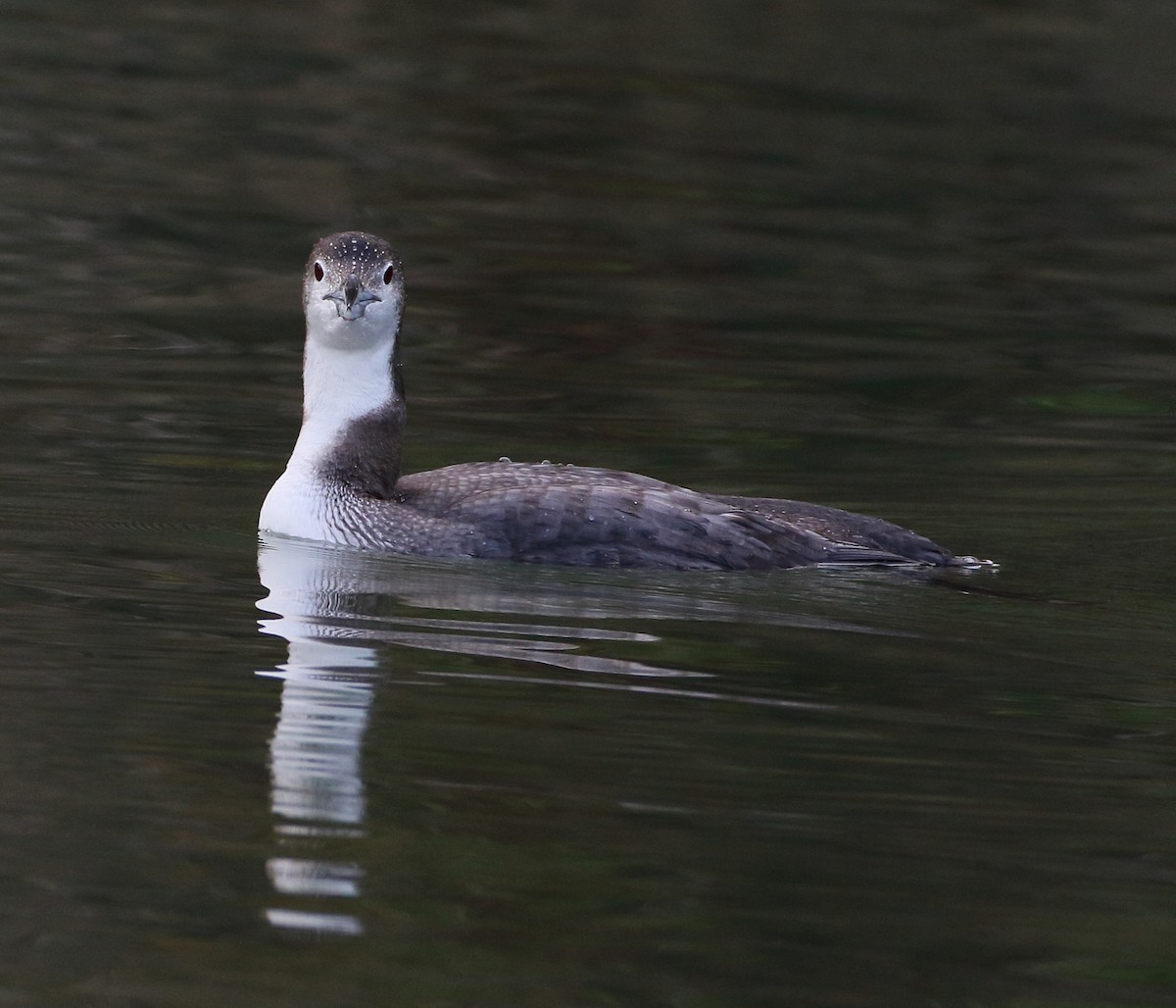 Common Loon - ML628434657