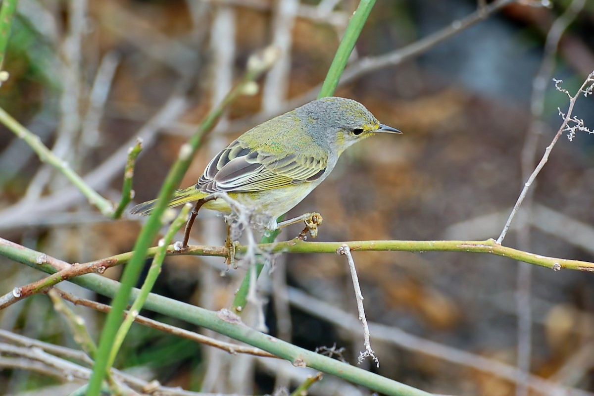 Yellow Warbler - ML628434712