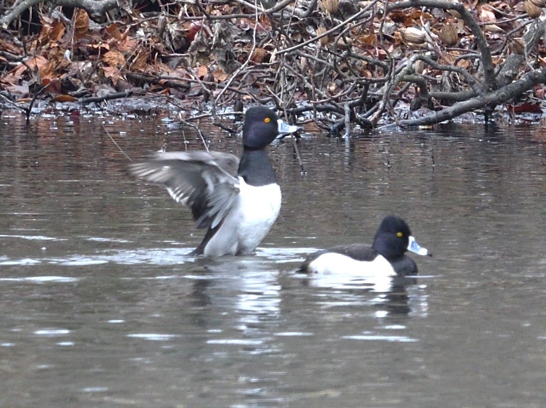 Ring-necked Duck - ML628434717