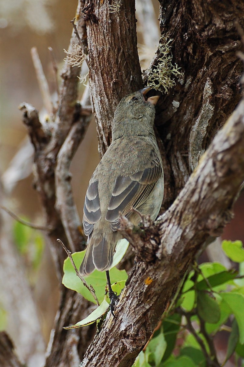 Vegetarian Finch - ML628434762