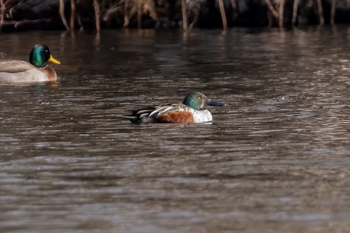 Northern Shoveler - ML628434767